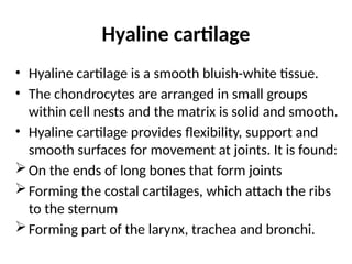 Hyaline cartilage
• Hyaline cartilage is a smooth bluish-white tissue.
• The chondrocytes are arranged in small groups
within cell nests and the matrix is solid and smooth.
• Hyaline cartilage provides flexibility, support and
smooth surfaces for movement at joints. It is found:
On the ends of long bones that form joints
Forming the costal cartilages, which attach the ribs
to the sternum
Forming part of the larynx, trachea and bronchi.
 