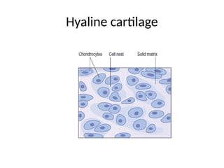 Hyaline cartilage
 