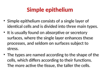 Simple epithelium
• Simple epithelium consists of a single layer of
identical cells and is divided into three main types.
• It is usually found on absorptive or secretory
surfaces, where the single layer enhances these
processes, and seldom on surfaces subject to
stress.
• The types are named according to the shape of the
cells, which differs according to their functions.
The more active the tissue, the taller the cells.
 