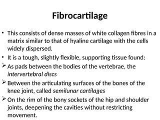 Fibrocartilage
• This consists of dense masses of white collagen fibres in a
matrix similar to that of hyaline cartilage with the cells
widely dispersed.
• It is a tough, slightly flexible, supporting tissue found:
As pads between the bodies of the vertebrae, the
intervertebral discs
Between the articulating surfaces of the bones of the
knee joint, called semilunar cartilages
On the rim of the bony sockets of the hip and shoulder
joints, deepening the cavities without restricting
movement.
 