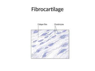 Fibrocartilage
 