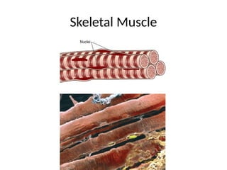 Skeletal Muscle
 