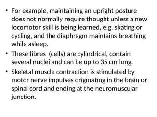 • For example, maintaining an upright posture
does not normally require thought unless a new
locomotor skill is being learned, e.g. skating or
cycling, and the diaphragm maintains breathing
while asleep.
• These fibres (cells) are cylindrical, contain
several nuclei and can be up to 35 cm long.
• Skeletal muscle contraction is stimulated by
motor nerve impulses originating in the brain or
spinal cord and ending at the neuromuscular
junction.
 