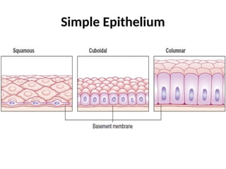 Simple Epithelium
 