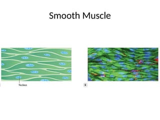 Smooth Muscle
 