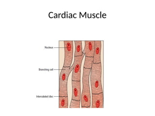 Cardiac Muscle
 
