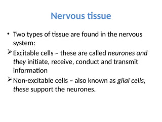 Nervous tissue
• Two types of tissue are found in the nervous
system:
Excitable cells – these are called neurones and
they initiate, receive, conduct and transmit
information
Non-excitable cells – also known as glial cells,
these support the neurones.
 