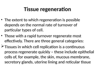 Tissue regeneration
• The extent to which regeneration is possible
depends on the normal rate of turnover of
particular types of cell.
• Those with a rapid turnover regenerate most
effectively. There are three general categories:
Tissues in which cell replication is a continuous
process regenerate quickly – these include epithelial
cells of, for example, the skin, mucous membrane,
secretory glands, uterine lining and reticular tissue
 