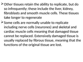 Other tissues retain the ability to replicate, but do
so infrequently; these include the liver, kidney,
fibroblasts and smooth muscle cells. These tissues
take longer to regenerate
Some cells are normally unable to replicate
including nerve cells (neurones) and skeletal and
cardiac muscle cells meaning that damaged tissue
cannot be replaced. Extensively damaged tissue is
usually replaced by fibrous tissue, meaning that the
functions of the original tissue are lost.
 