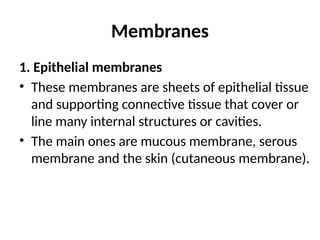 Membranes
1. Epithelial membranes
• These membranes are sheets of epithelial tissue
and supporting connective tissue that cover or
line many internal structures or cavities.
• The main ones are mucous membrane, serous
membrane and the skin (cutaneous membrane).
 