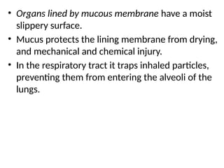• Organs lined by mucous membrane have a moist
slippery surface.
• Mucus protects the lining membrane from drying,
and mechanical and chemical injury.
• In the respiratory tract it traps inhaled particles,
preventing them from entering the alveoli of the
lungs.
 