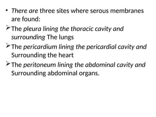 • There are three sites where serous membranes
are found:
The pleura lining the thoracic cavity and
surrounding The lungs
The pericardium lining the pericardial cavity and
Surrounding the heart
The peritoneum lining the abdominal cavity and
Surrounding abdominal organs.
 