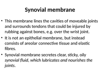 Synovial membrane
• This membrane lines the cavities of moveable joints
and surrounds tendons that could be injured by
rubbing against bones, e.g. over the wrist joint.
• It is not an epithelial membrane, but instead
consists of areolar connective tissue and elastic
fibres.
• Synovial membrane secretes clear, sticky, oily
synovial fluid, which lubricates and nourishes the
joints.
 