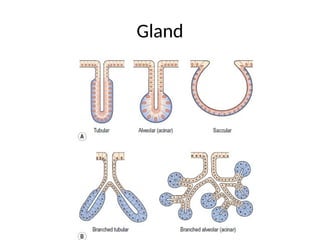 Gland
 