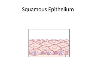 Squamous Epithelium
 