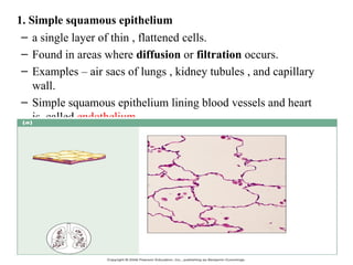 The Tissues: Building Blocks of the Human Body | PPTX