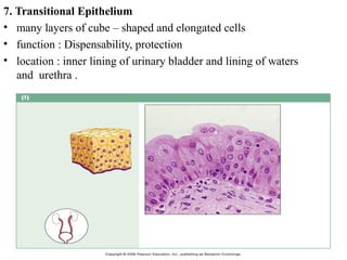 The Tissues: Building Blocks of the Human Body | PPTX