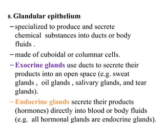 The Tissues: Building Blocks of the Human Body | PPTX