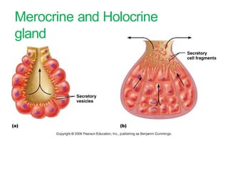 The Tissues: Building Blocks of the Human Body | PPTX
