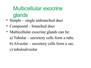 The Tissues: Building Blocks of the Human Body | PPTX