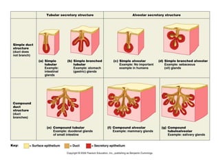 The Tissues: Building Blocks of the Human Body | PPTX