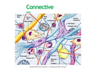 The Tissues: Building Blocks of the Human Body | PPTX