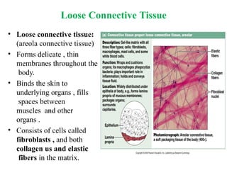 The Tissues: Building Blocks of the Human Body | PPTX