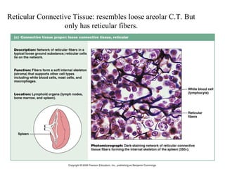 The Tissues: Building Blocks of the Human Body | PPTX