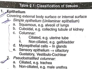 The Tissues: Building Blocks of the Human Body | PPTX