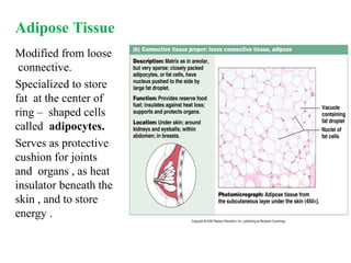 The Tissues: Building Blocks of the Human Body | PPTX