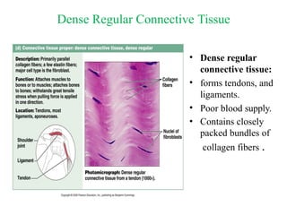 The Tissues: Building Blocks of the Human Body | PPTX