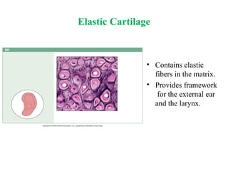 The Tissues: Building Blocks of the Human Body | PPTX
