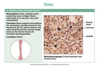 The Tissues: Building Blocks of the Human Body | PPTX