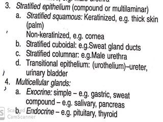 The Tissues: Building Blocks of the Human Body | PPTX