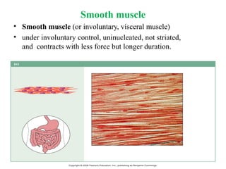 The Tissues: Building Blocks of the Human Body | PPTX
