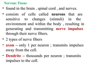 The Tissues: Building Blocks of the Human Body | PPTX