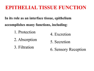 The Tissues: Building Blocks of the Human Body | PPTX