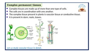 Complex Tissue Picture Tissue.pptxlvgjilptugil;tuilotuiltultuiiutlo | PPTX