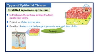 Tissue.pptxlvgjilptugil;tuilotuiltultuiiutlo | PPTX