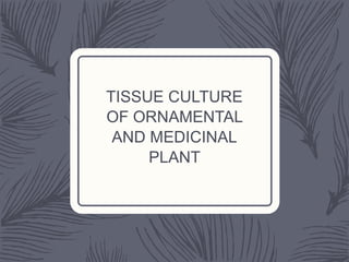 TISSUE CULTURE
OF ORNAMENTAL
AND MEDICINAL
PLANT
 