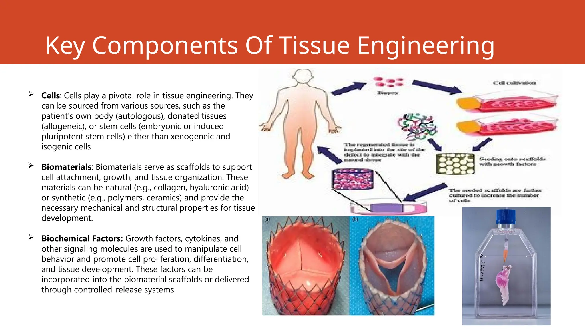 Key Components Of Tissue Engineering
.
 Cells: Cells play a pivotal role in tissue engineering. They
can be sourced from various sources, such as the
patient's own body (autologous), donated tissues
(allogeneic), or stem cells (embryonic or induced
pluripotent stem cells) either than xenogeneic and
isogenic cells
 Biomaterials: Biomaterials serve as scaffolds to support
cell attachment, growth, and tissue organization. These
materials can be natural (e.g., collagen, hyaluronic acid)
or synthetic (e.g., polymers, ceramics) and provide the
necessary mechanical and structural properties for tissue
development.
 Biochemical Factors: Growth factors, cytokines, and
other signaling molecules are used to manipulate cell
behavior and promote cell proliferation, differentiation,
and tissue development. These factors can be
incorporated into the biomaterial scaffolds or delivered
through controlled-release systems.
 