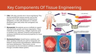 Key Components Of Tissue Engineering
.
 Cells: Cells play a pivotal role in tissue engineering. They
can be sourced from various sources, such as the
patient's own body (autologous), donated tissues
(allogeneic), or stem cells (embryonic or induced
pluripotent stem cells) either than xenogeneic and
isogenic cells
 Biomaterials: Biomaterials serve as scaffolds to support
cell attachment, growth, and tissue organization. These
materials can be natural (e.g., collagen, hyaluronic acid)
or synthetic (e.g., polymers, ceramics) and provide the
necessary mechanical and structural properties for tissue
development.
 Biochemical Factors: Growth factors, cytokines, and
other signaling molecules are used to manipulate cell
behavior and promote cell proliferation, differentiation,
and tissue development. These factors can be
incorporated into the biomaterial scaffolds or delivered
through controlled-release systems.
 