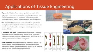 Applications of Tissue Engineering
 Regenerative Medicine: Tissue engineering holds immense potential in
regenerative medicine, aiming to replace or restore damaged tissues or organs.
This field seeks to overcome the limitations of traditional treatments by
providing long-lasting solutions that address the root cause of the problem.
 Skin Replacement: Engineered skin substitutes have found applications in
treating burn victims and patients with chronic wounds. These substitutes can
promote wound healing, reduce scarring, and restore the protective barrier
function of the skin.
 Cartilage and Bone Repair: Tissue-engineered constructs offer a promising
approach for repairing damaged cartilage and bone tissues. By providing a
suitable environment for cell growth and differentiation, these constructs can aid
in the regeneration of functional, load-bearing tissues.
 Organ Transplants: One of the most significant challenges in medicine is the
shortage of donor organs for transplantation. Tissue engineering aims to
overcome this limitation by developing functional organs in the lab, potentially
reducing the need for traditional organ transplantation.
 
