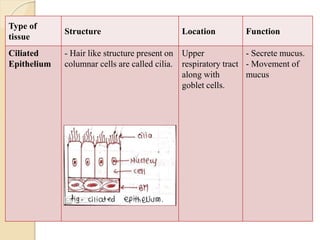 Type of
tissue
Structure Location Function
Ciliated
Epithelium
- Hair like structure present on
columnar cells are called cilia.
Upper
respiratory tract
along with
goblet cells.
- Secrete mucus.
- Movement of
mucus
 