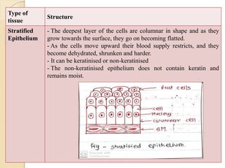 Type of
tissue
Structure
Stratified
Epithelium
- The deepest layer of the cells are columnar in shape and as they
grow towards the surface, they go on becoming flatted.
- As the cells move upward their blood supply restricts, and they
become dehydrated, shrunken and harder.
- It can be keratinised or non-keratinised
- The non-keratinised epithelium does not contain keratin and
remains moist.
 