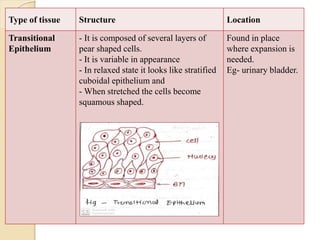 Type of tissue Structure Location
Transitional
Epithelium
- It is composed of several layers of
pear shaped cells.
- It is variable in appearance
- In relaxed state it looks like stratified
cuboidal epithelium and
- When stretched the cells become
squamous shaped.
Found in place
where expansion is
needed.
Eg- urinary bladder.
 