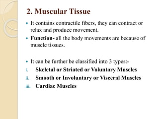 2. Muscular Tissue
 It contains contractile fibers, they can contract or
relax and produce movement.
 Function- all the body movements are because of
muscle tissues.
 It can be further be classified into 3 types:-
i. Skeletal or Striated or Voluntary Muscles
ii. Smooth or Involuntary or Visceral Muscles
iii. Cardiac Muscles
 
