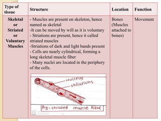 Type of
tissue
Structure Location Function
Skeletal
or
Striated
or
Voluntary
Muscles
- Muscles are present on skeleton, hence
named as skeletal
-It can be moved by will as it is voluntary
- Striations are present, hence it called
striated muscles
-Striations of dark and light bands present
- Cells are nearly cylindrical, forming a
long skeletal muscle fiber
- Many nuclei are located in the periphery
of the cells.
Bones
(Muscles
attached to
bones)
Movement
 