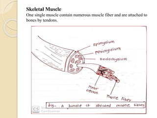 Skeletal Muscle
One single muscle contain numerous muscle fiber and are attached to
bones by tendons.
 