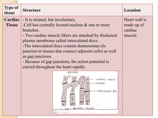 Type of
tissue
Structure Location
Cardiac
Tissue
- It is striated, but involuntary.
-Cell has centrally located nucleus & one or more
branches.
- Two cardiac muscle fibers are attached by thickened
plasma membrane called intercalated discs.
-The intercalated discs contain desmosomes (Is
junction in tissues that connect adjacent cells) as well
as gap junctions.
- Because of gap junctions, the action potential is
carried throughout the heart rapidly.
Heart wall is
made up of
cardiac
muscle.
 